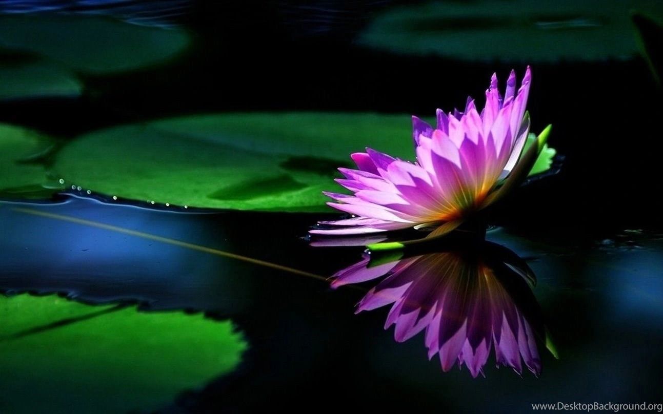 Indigo Lotus Yoga & Ayurveda - Yoga - Monroe, Washington